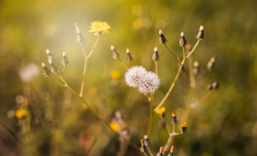 COMMUNAUTÉ – TRANSITION